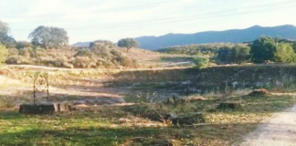 Denuncian la tala de más de 60 árboles en Belvís